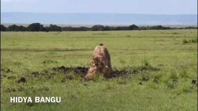 A wild swine ran away from a lion in a hole. The hungry lion kept digging for 7 hours until he reached the swine and ate him.