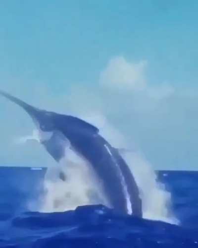 ? An absolute monster of a swordfish breaching the waves ?