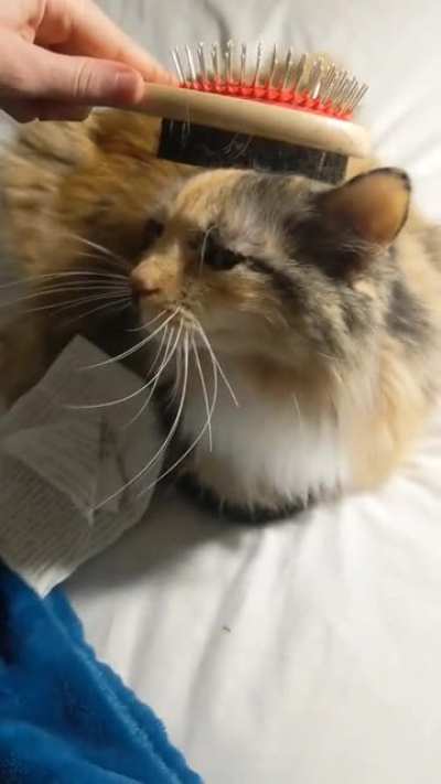 Lullabye thought she didn't like being brushed but it turned out okay! ?