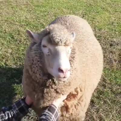 Happy rare (woolly) pupper scritches