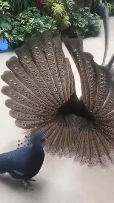 ? Male Argus pheasant flirting with female Victoria crown