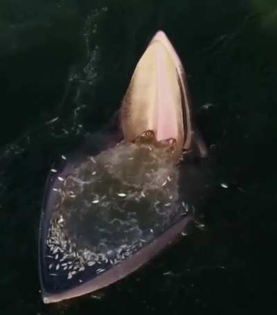 ? Is it a plane? Is it a boat? Is it.. holy shit! [Roberto Ochoa on Instagram @robertoochoahe]