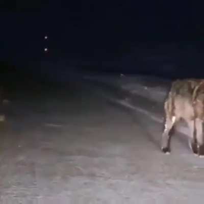 ? This giant wolf
