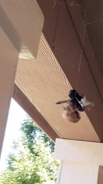 Feeding a giant horse fly to one of the "porch cats". This is Petunia one of the cat face orb weaver spiders that calls these people's porch home. These guys are smart and build their webs near light sources and are pros at diving into jars apparently.