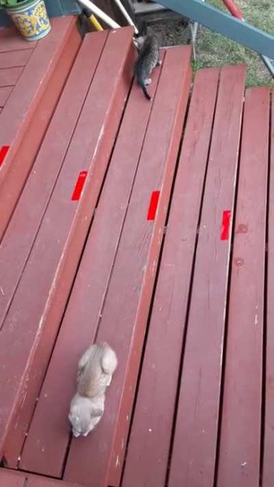 The feral cat I've befriended's kittens. Now what?