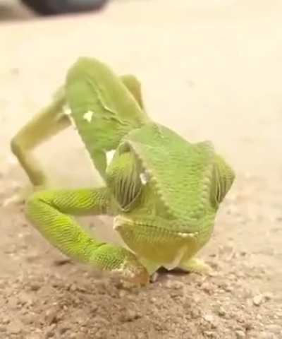 ? The chameleon's eyes rotate independently of each other, so that it is able to look in two different directions at once.