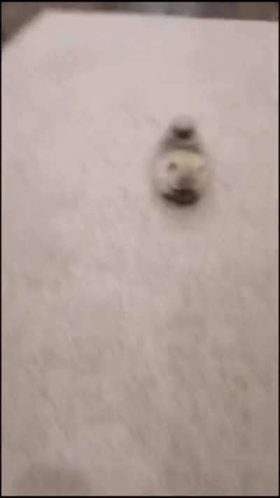Running dumpling