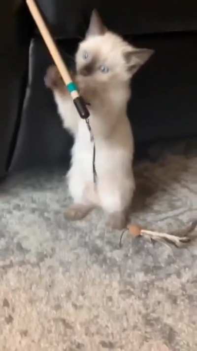 Cat.