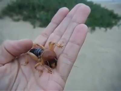? This huge and fascinating potato bug