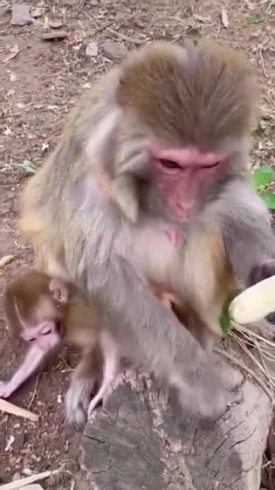 ? the way this monkey prepares its banana before eating. it’s behaviour is so similar to humans that it’s oddly fascinating to watch