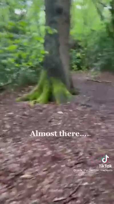 Dog in the woods