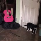 "EEEEEEEIIII... A SNAKE!"