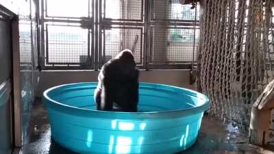 Gorilla flashdance in pool