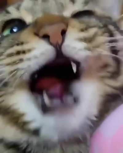 MEOW_IRL