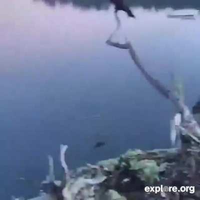 ? Catching the fish