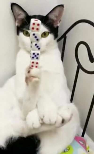Cats = Equilibrium