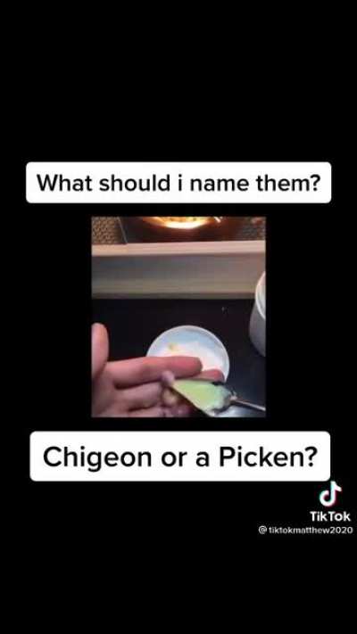 Chigeon or Picken?
