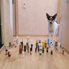 Cat vs Dog walk challenge
