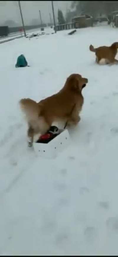 Cats in the snow