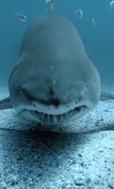 ? Shark ?