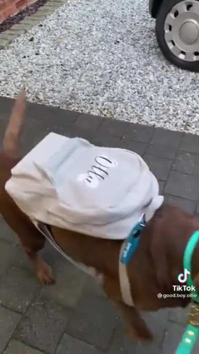 Doggo decides to go on trip