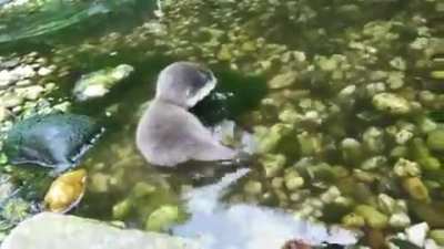 A baby otter in water for the first time