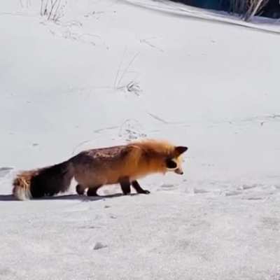 ? A fox hunting in the snow