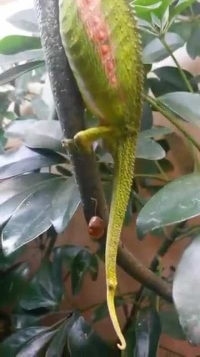 ? Have you ever seen the birth of a chameleon?