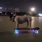 This dog is cooler than I'll ever be