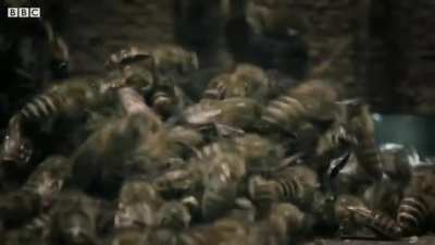A group of bees avenge their friend who got killed by a hornet