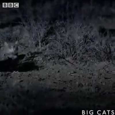 ? The World's Deadliest Cat