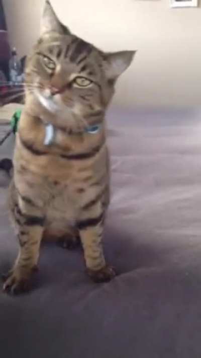 Gentle Taps