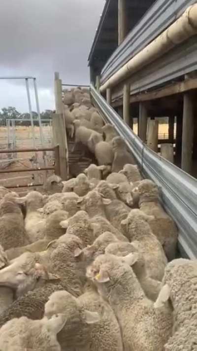 Dog clears sheep traffic jam
