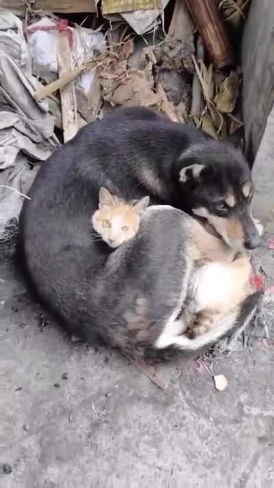 "This cat and dog survived the earthquakes and are now keeping each other warm. Their humans, sadly, did not survive."
