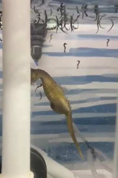 ? Seahorse gives birth