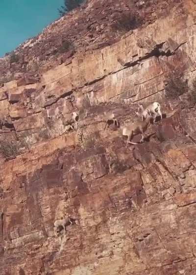 ? ? Goats climbing a mountain ? ?