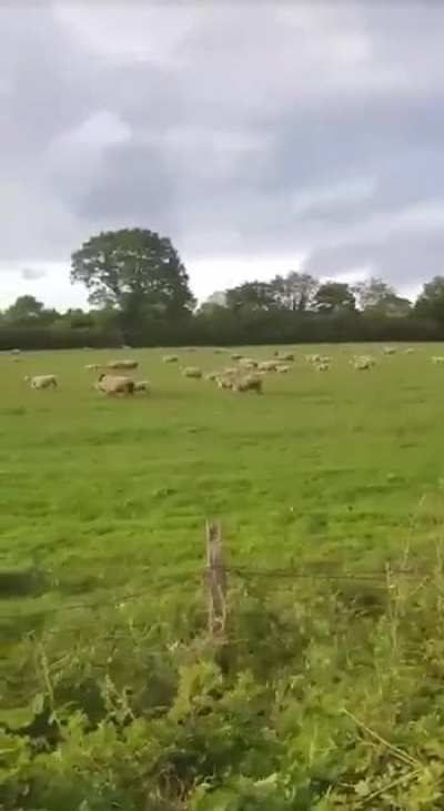Guy wishes Eid Mubarak to some sensitive sheep ?