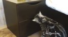He likes his little pull-out bed?