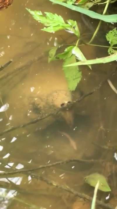 ? Alligator Snapping Turtle lingual lure