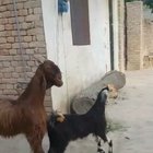 Uptown goats
