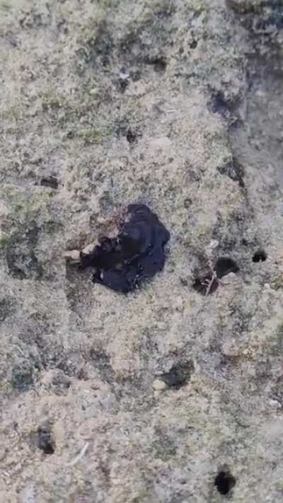 ? A marine flatworm with its crab prey at low tide. (Video credit to Kurt Cabahug)