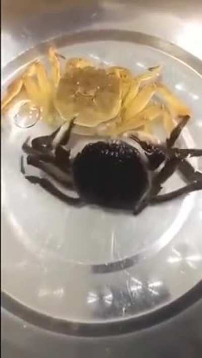 ? Crab Molting