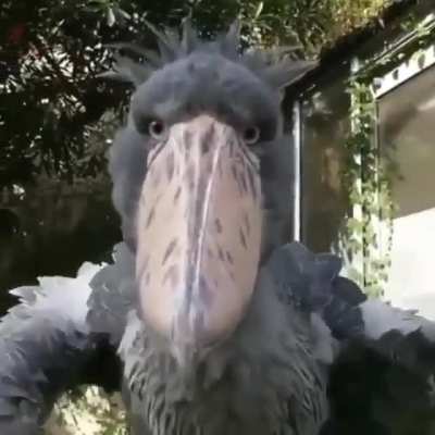 ? Closeup view of the most prehistoric looking bird alive today, the Shoebill Stork.