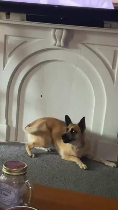 When Luna gets excited, she gets the butt jerks.