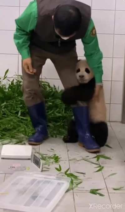 cute baby panda clings onto its owner's leg ?
