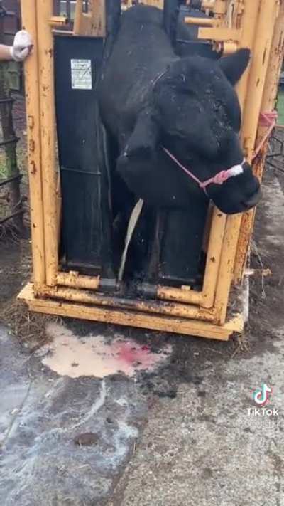 Curing abscesses in a bull