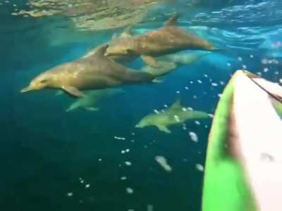 ? Dolphins riding a wave under a rainbow