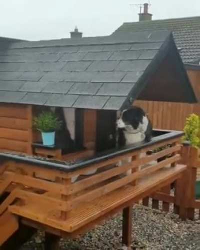 This is Maya, her owner built her a luxury cabin so that people passing by can say hello and even talk to her while he's at work