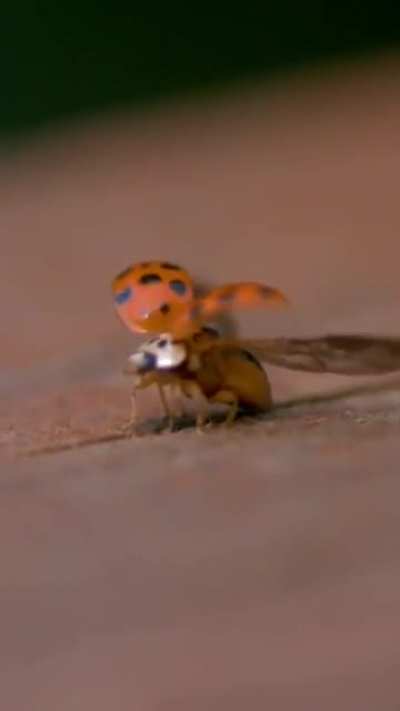 ? How a ladybug unfolds its wings from under its elytra before taking off