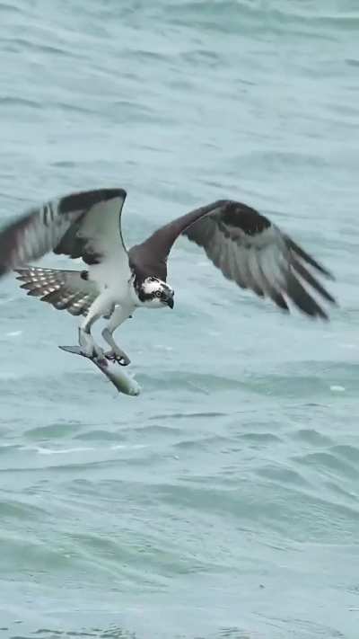 Capture of an osprey coming out of the water after snagging a barracuda!